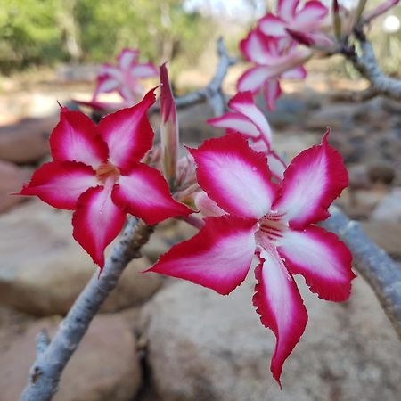 Bona Intaba Game Lodge Hoedspruit Kültér fotó