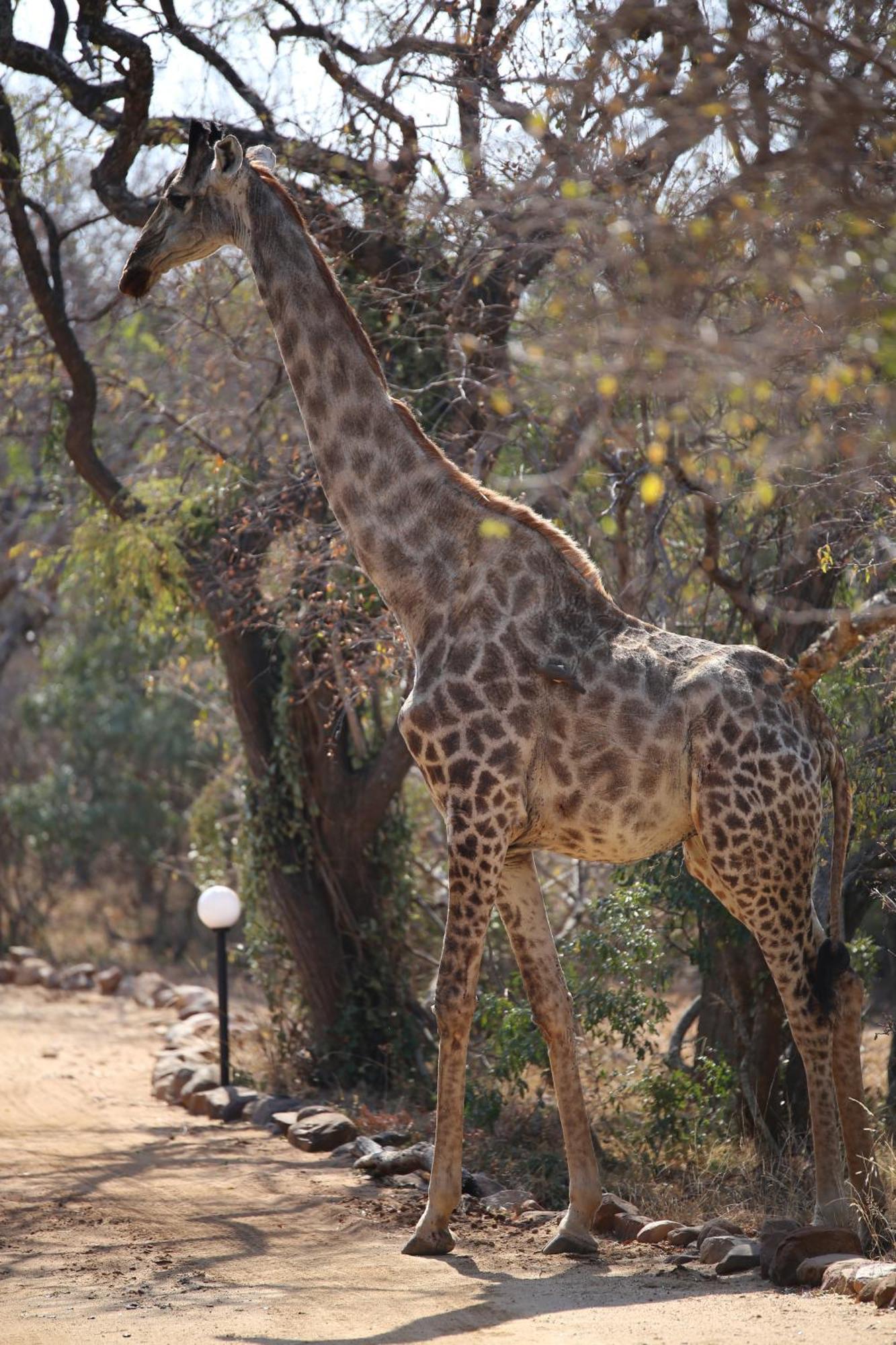 Bona Intaba Game Lodge Hoedspruit Kültér fotó