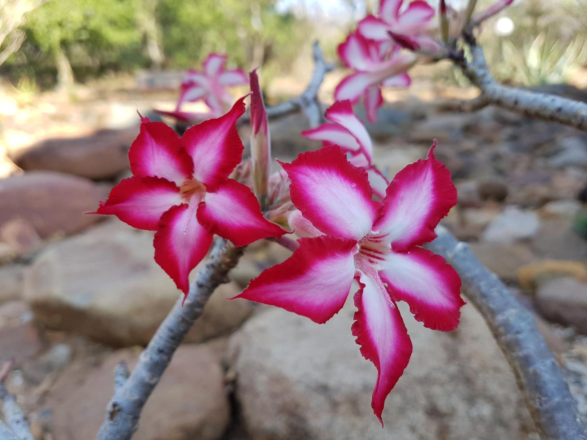 Bona Intaba Game Lodge Hoedspruit Kültér fotó