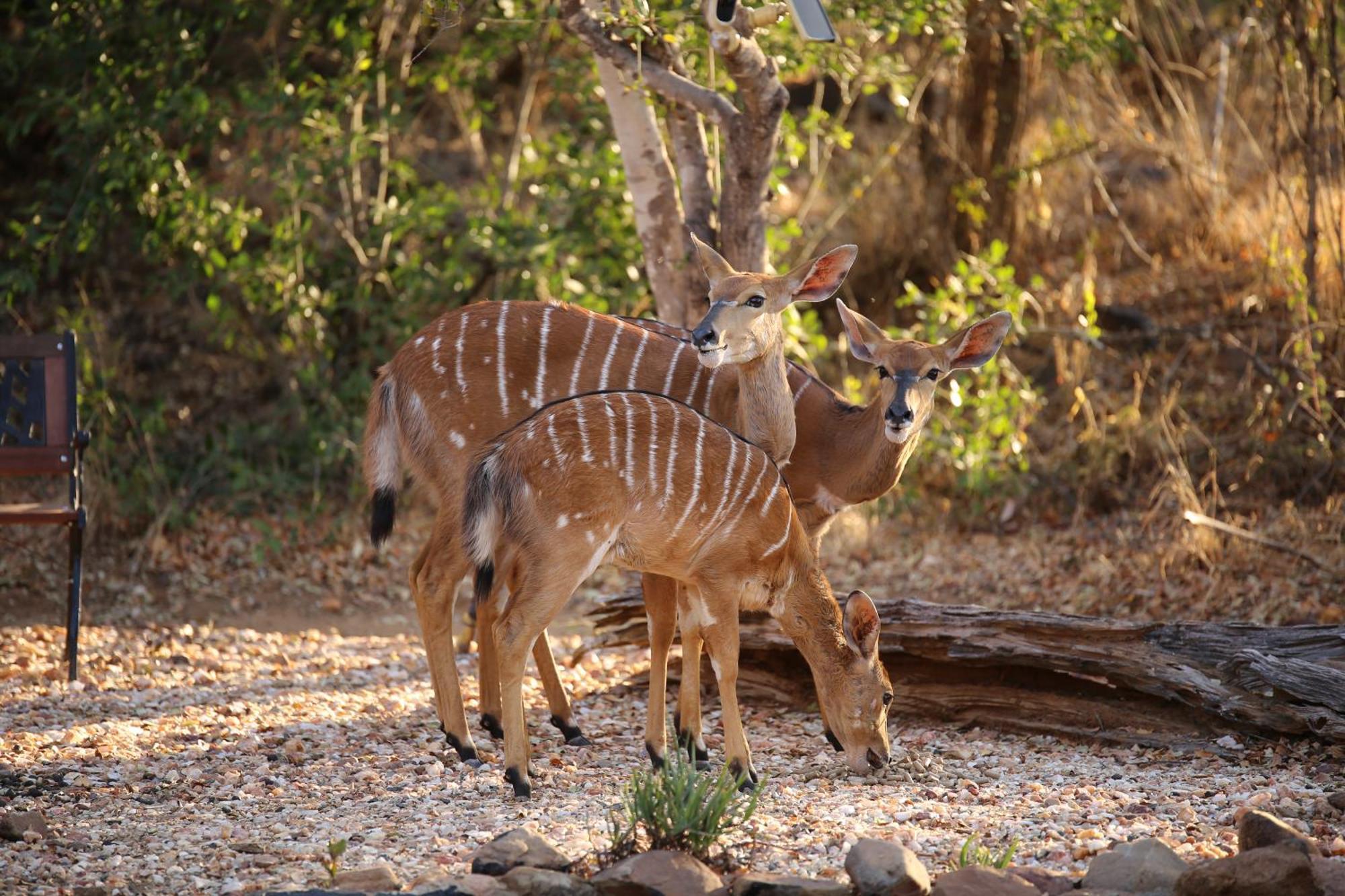 Bona Intaba Game Lodge Hoedspruit Kültér fotó