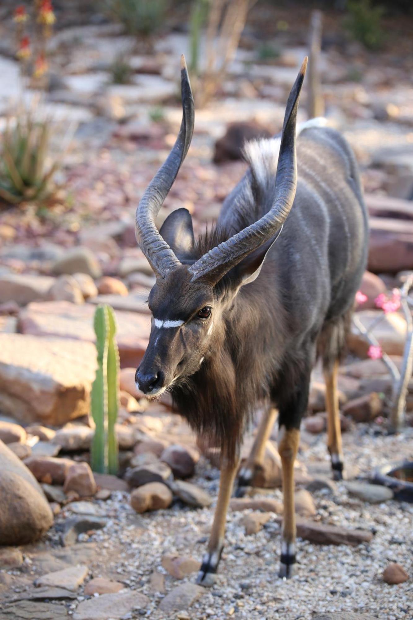 Bona Intaba Game Lodge Hoedspruit Kültér fotó