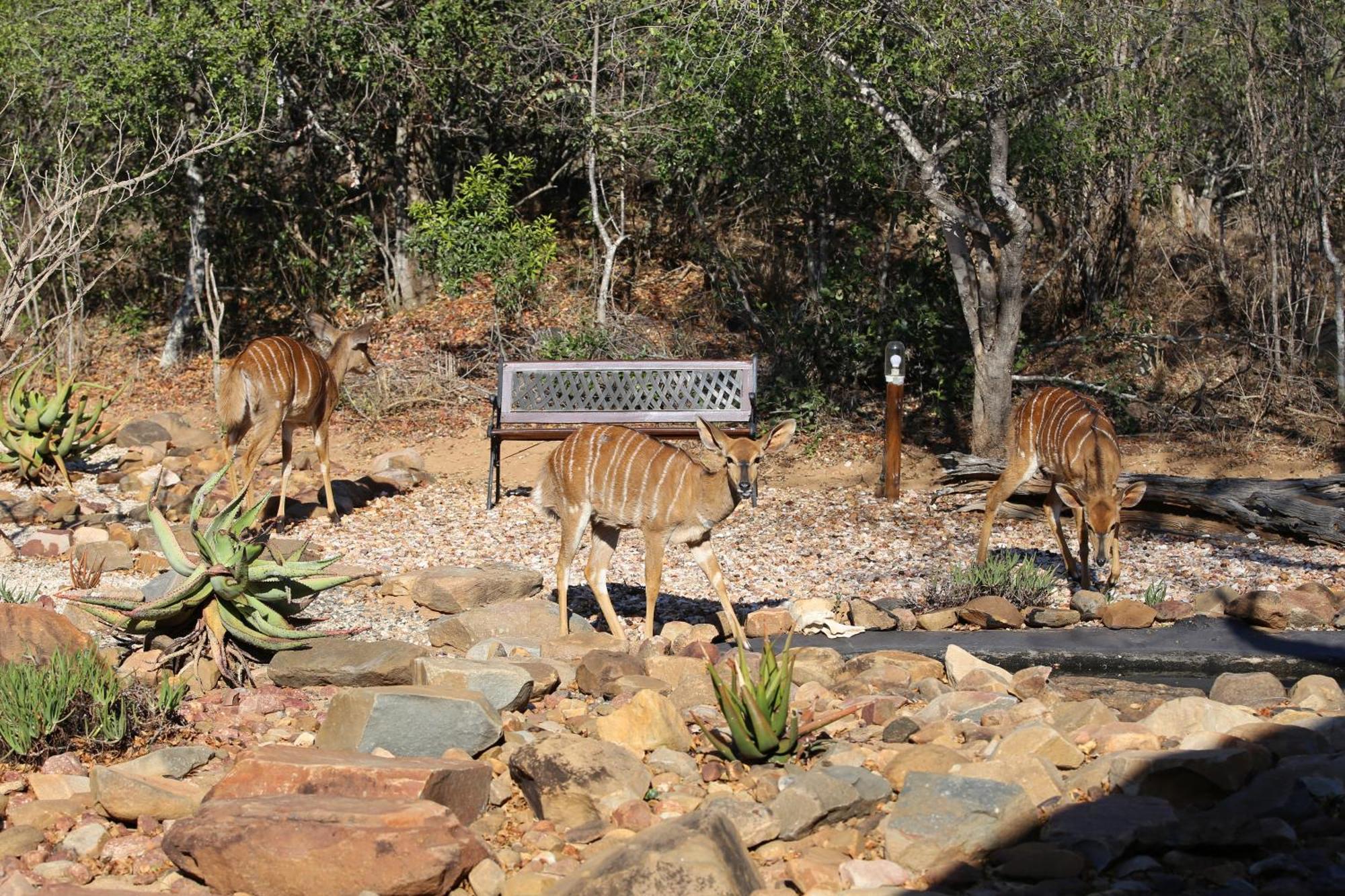 Bona Intaba Game Lodge Hoedspruit Kültér fotó